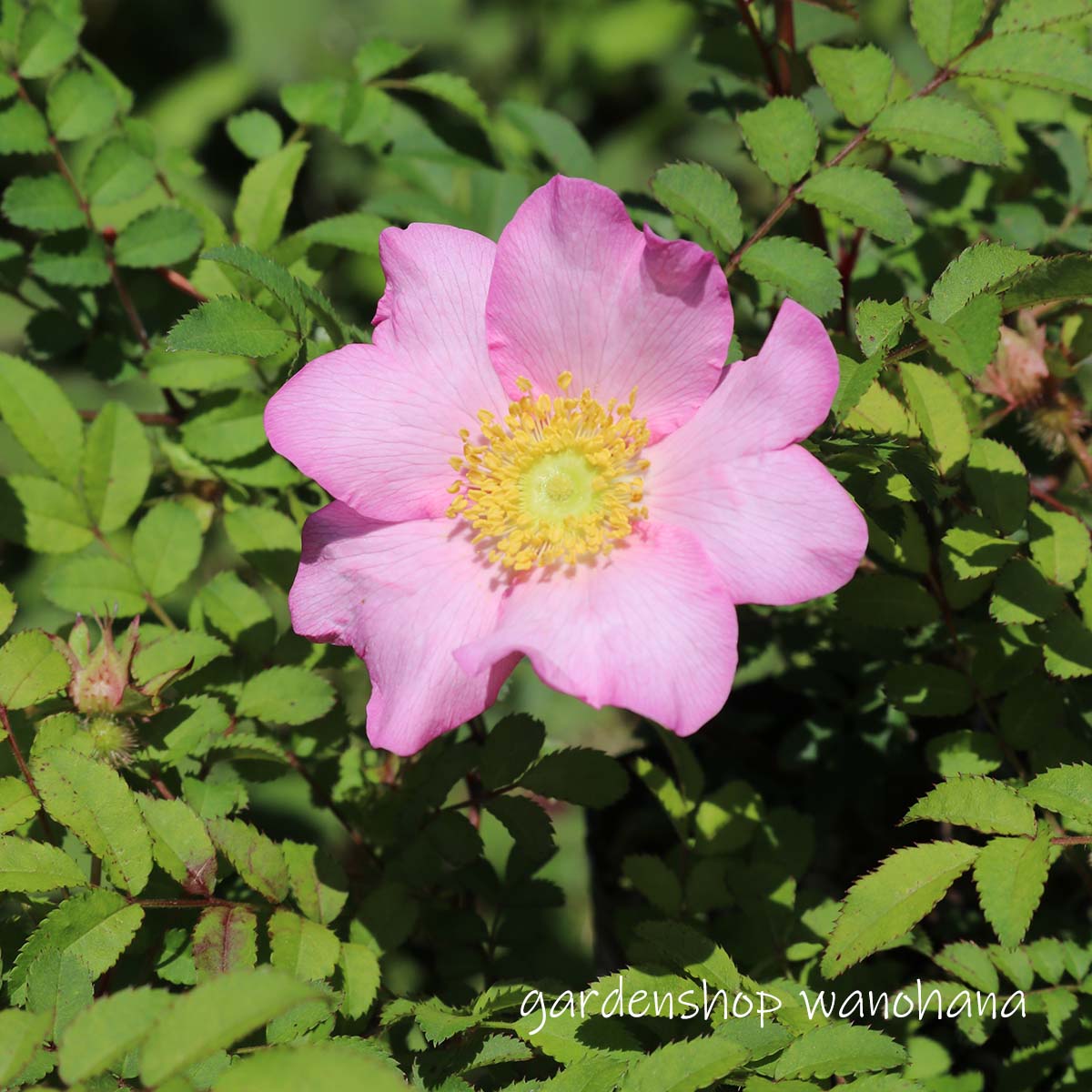 楽天市場】サンショウバラ（花・ガーデン・DIY）の通販