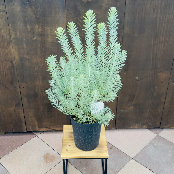 楽天市場】アカシアブルーブッシュの通販