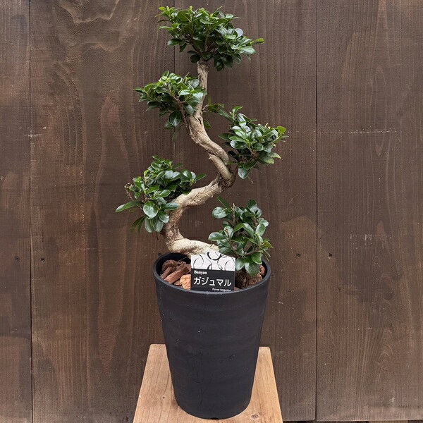 楽天市場】ガジュマル 昇り竜の通販