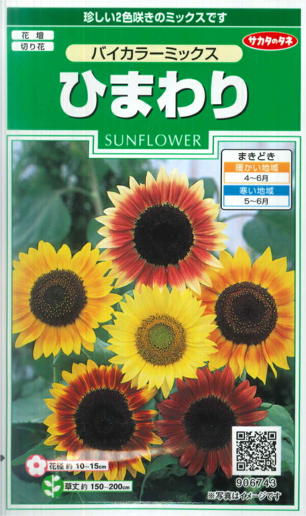 楽天市場】ひまわり ハイブリッドサンフラワー 種の通販