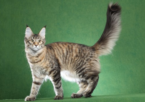その他 Psychedelic Maine Coon Cat DAC Psychedelic Maine Coon Cat