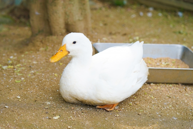 コールダックってどんなアヒル？寿命・値段・飼い方のポイントを解説