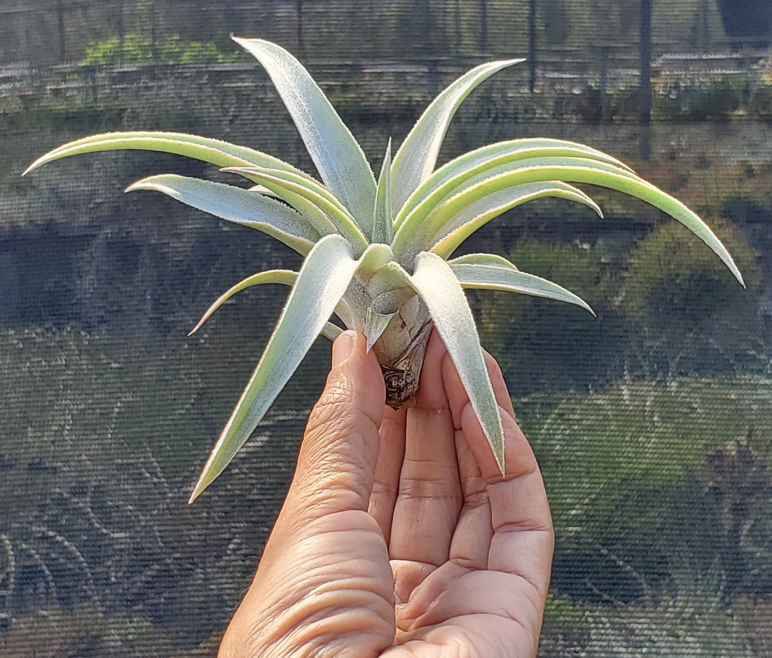 Tillandsia mima mima – Tillandsia In Hawaii