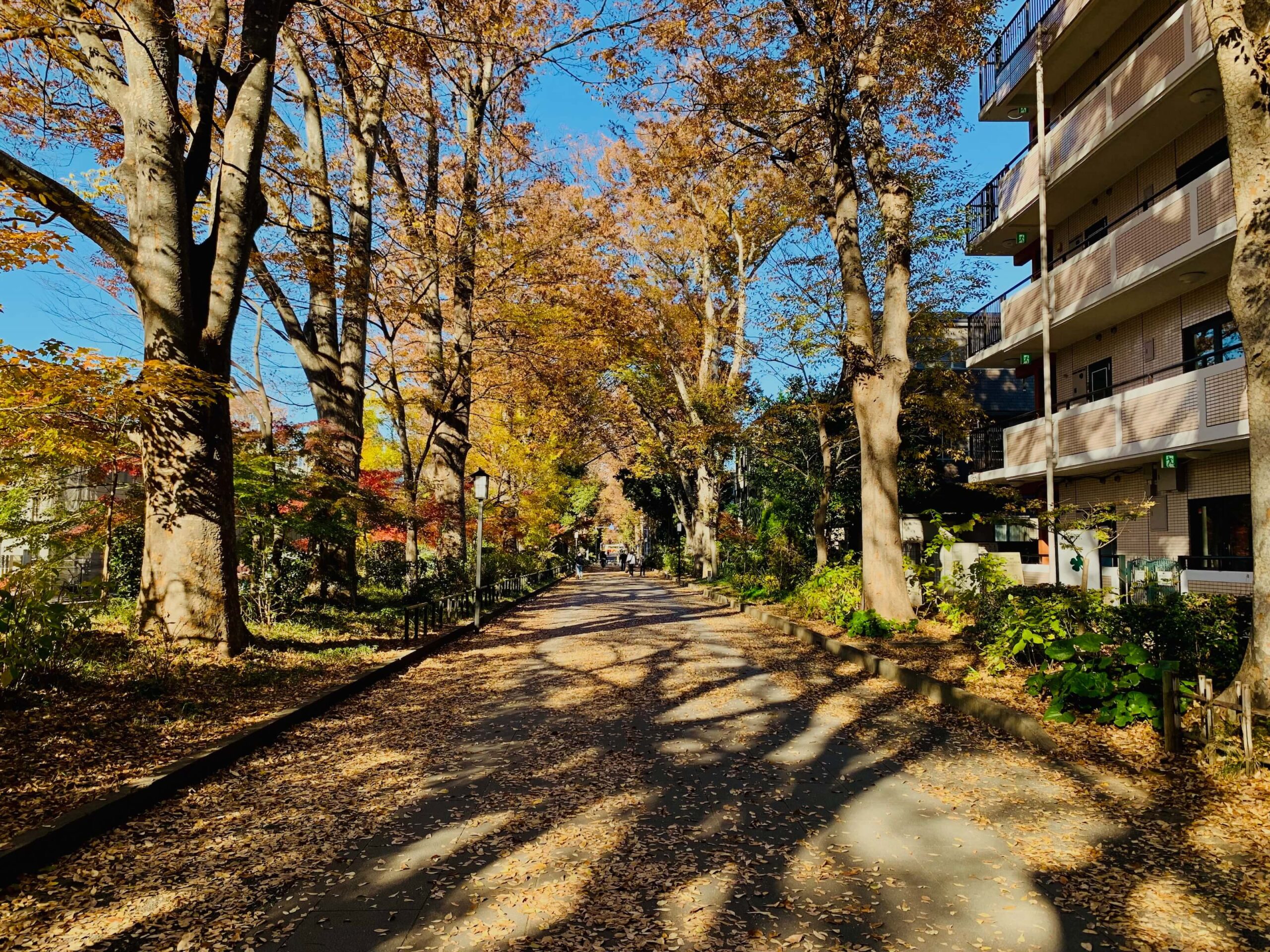 大宮・氷川参道で音楽の記憶を辿る：レコード収集家の聖地を巡る