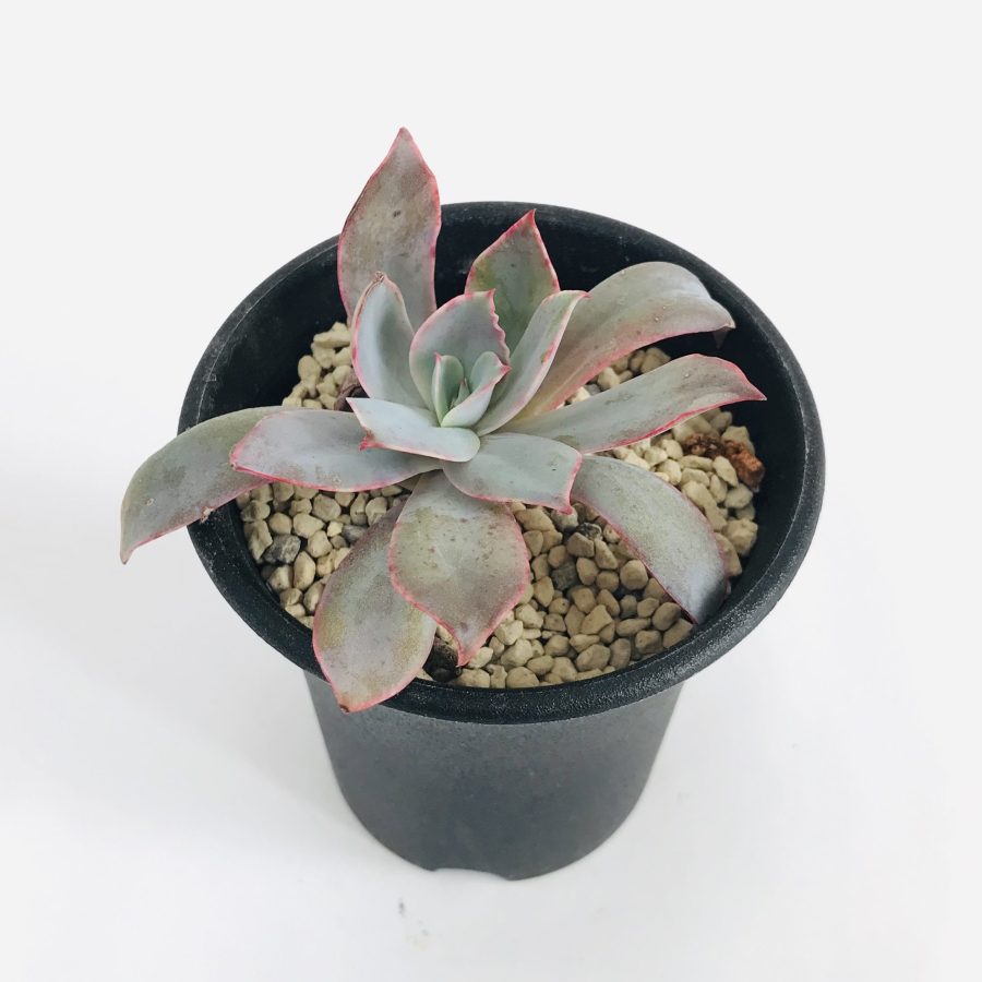 Top【選抜株】多肉植物 18996ブルーライト 10個 鉢無し/脱土 Top【選抜