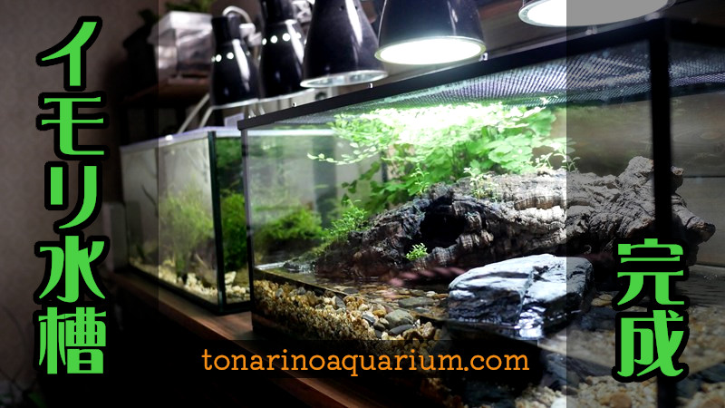 イモリ水槽レイアウト！アクアテラリウムで作ってみた！ | となりの