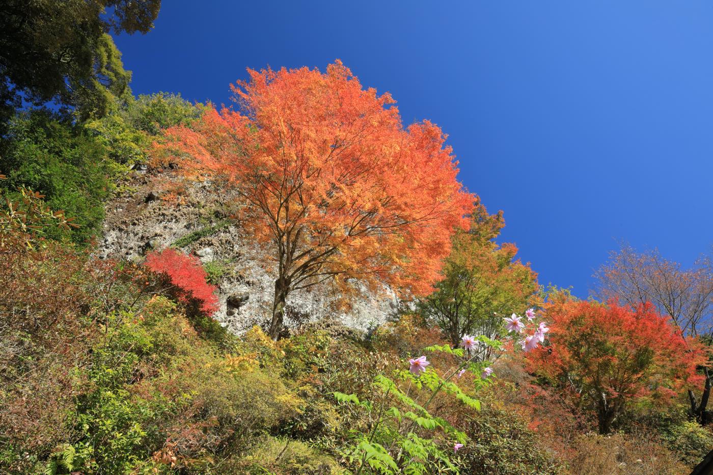 キャンプ場から徒歩5分】神秘的な岩屋公園で、紅葉トレッキング | 岩屋