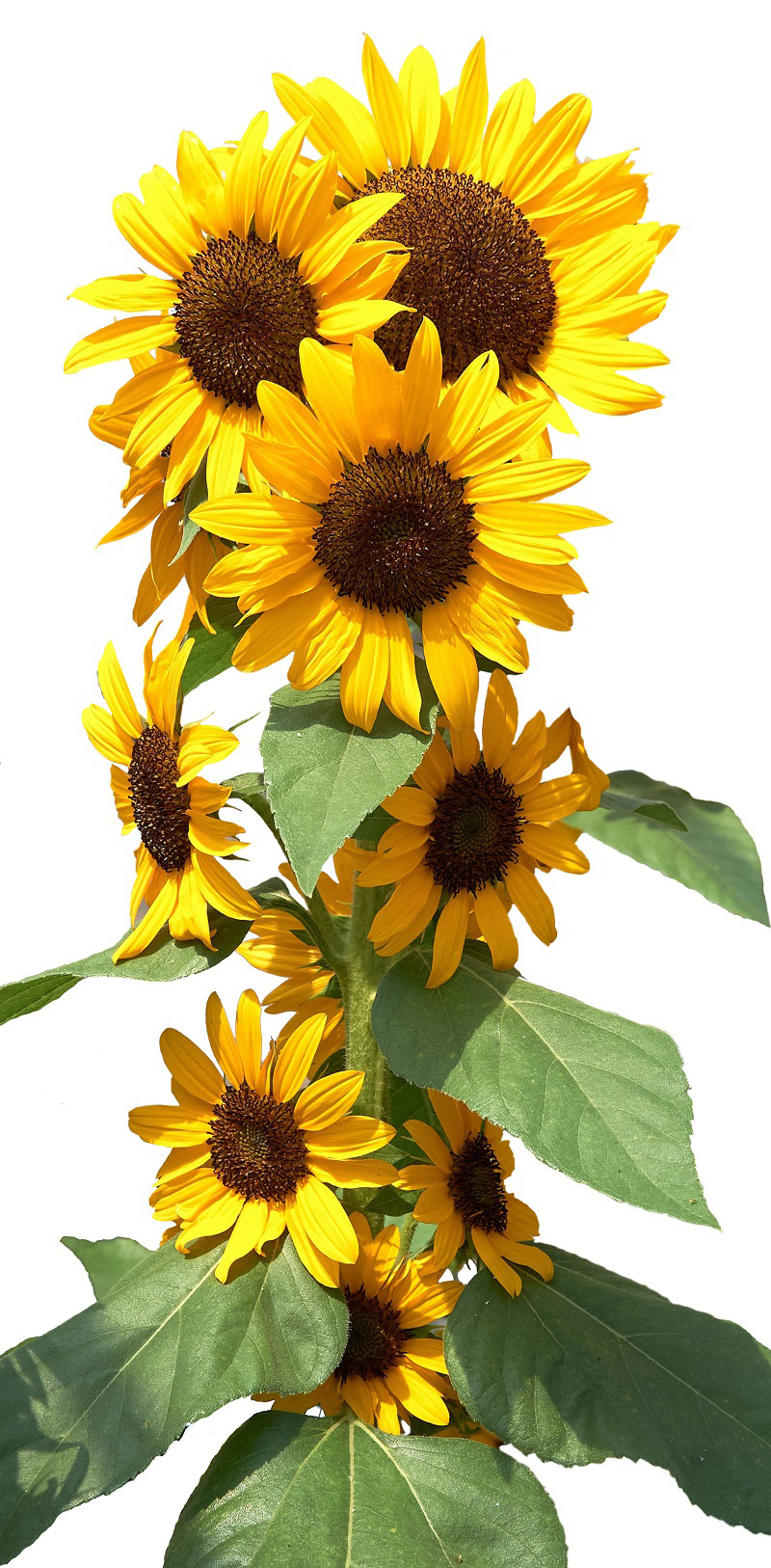 房咲きひまわり コンサートベル ® | 花のタネ | 株式会社トーホク