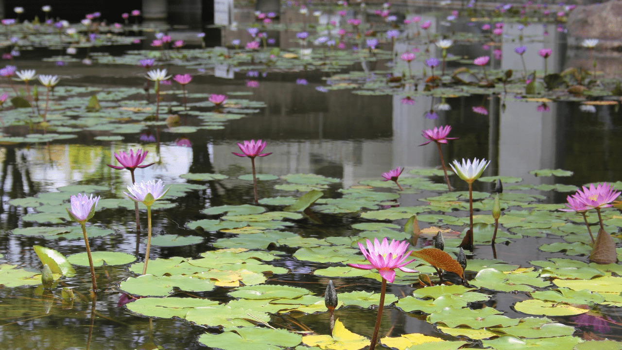 水生植物とは | 杜若園芸【公式コーポレートサイト】