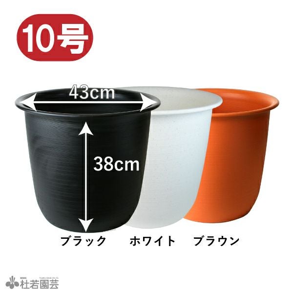 蓮、ハス】桜蓮(おうれん)【中・大型種】 | 杜若園芸WEBショップ｜水草