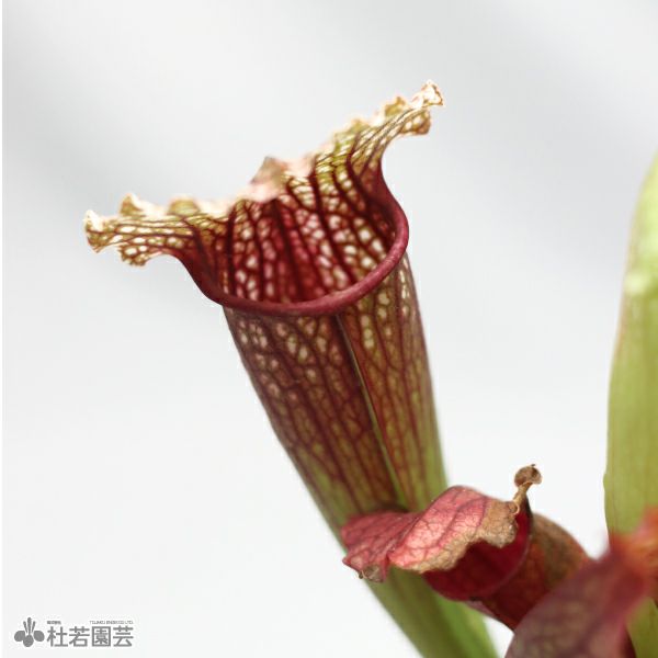 水生植物】サラセニア フィオナ 12cmポット【食虫植物】 | 杜若園芸WEB