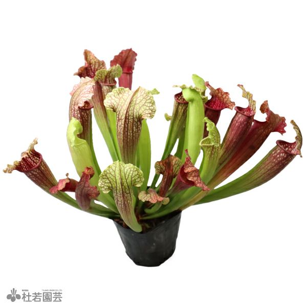 水生植物】サラセニア フィオナ 12cmポット【食虫植物】 | 杜若園芸WEB