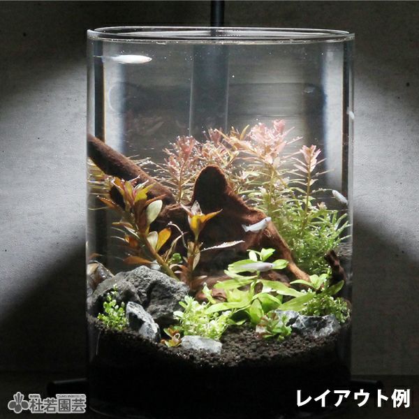 溶岩石（黒） | 杜若園芸WEBショップ｜水草の生産販売【通販ショップ】