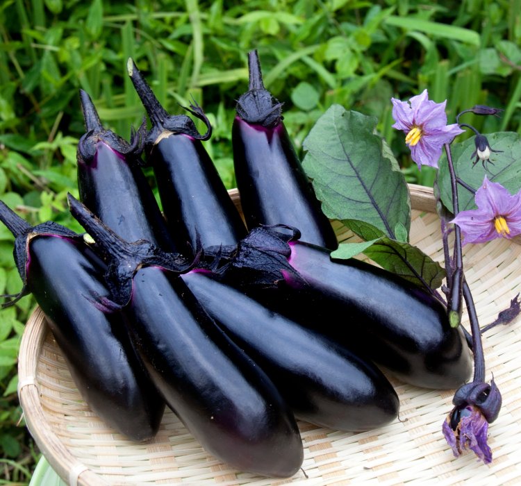 なす | 都内産野菜 | とうきょうの恵みTOKYO GROWN