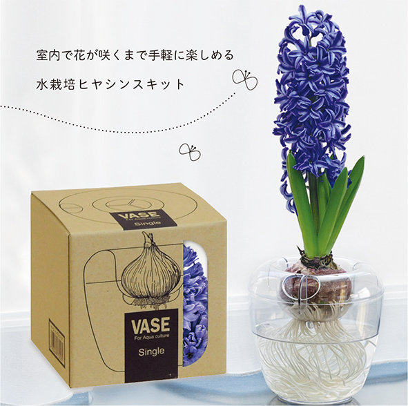 東京優芳園｜水栽培ヒヤシンスキット
