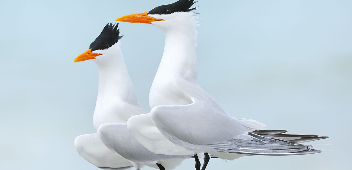 main_preventing-extinctions-