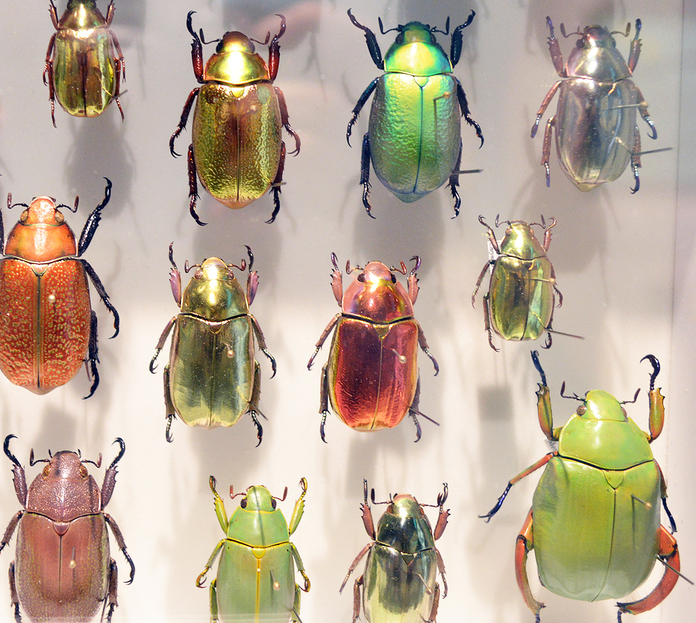 昆虫MANIAC展 徹底レポート5 ときてっと TOKITETO