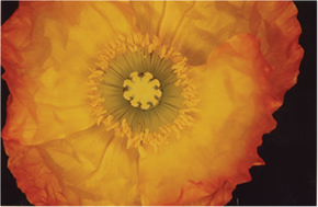 荒木経惟「花人生」展 | 東京都写真美術館