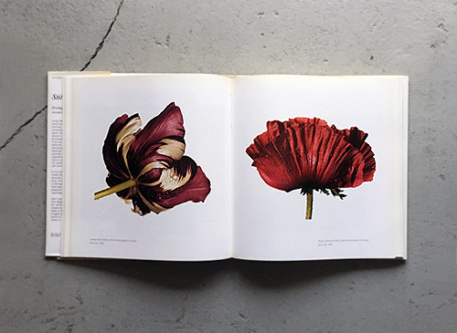 古書古本 Totodo：Irving Penn: Still Life（アーヴィング・ペン