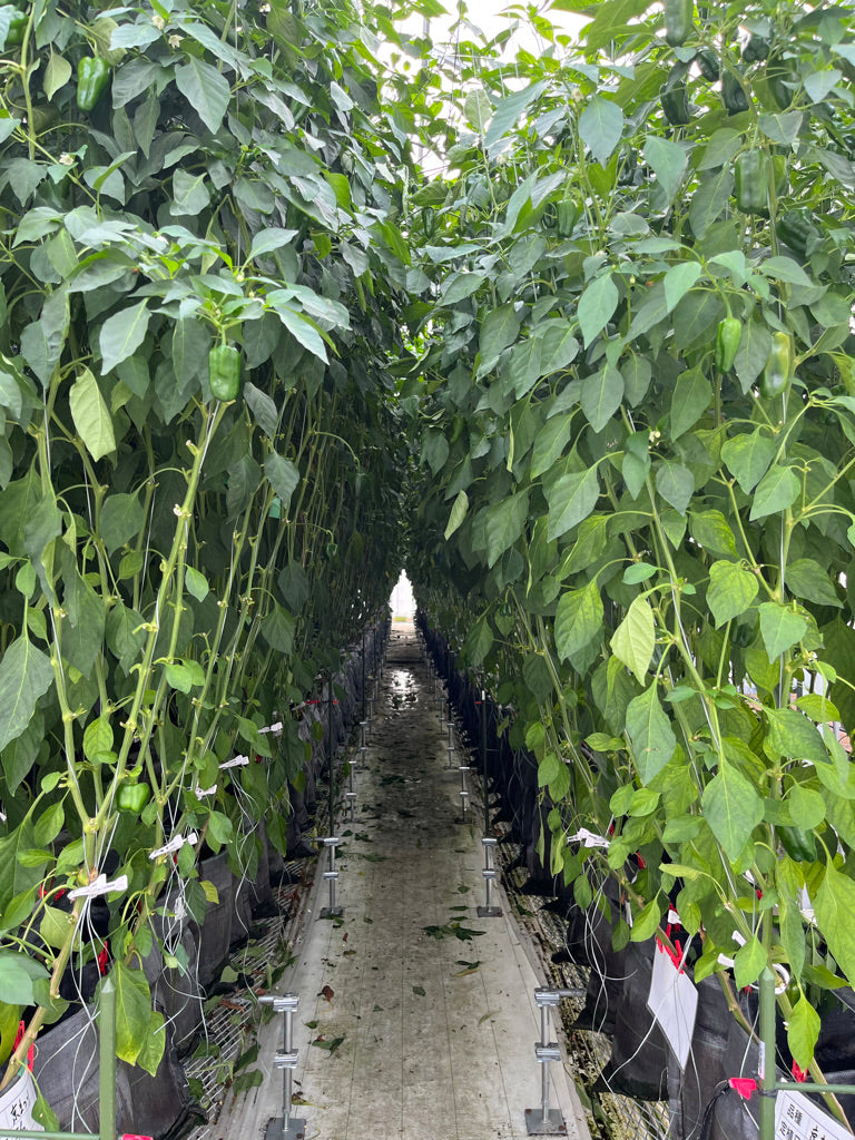 サスベジ ピーマン 1kg – 株式会社TOWING