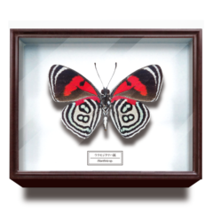 サイエンステクニカラードイツ箱マグネットコレクション 【いきもん】