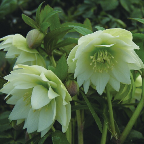 楽天市場】ミヨシのクリスマスローズ プチドール 沙羅 八重咲き多花性