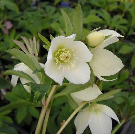 玲雪「新春セール」クリスマスローズ 小苗 かぐや姫×DDオキシ系いろは