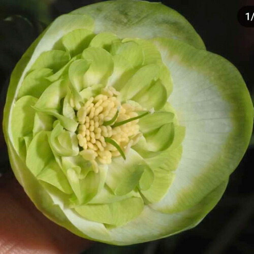 楽天市場】クリスマスローズ 利休系グリーンリップ シングル