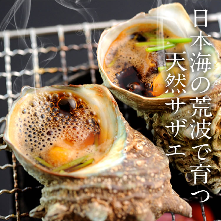 楽天市場】サザエ 活き 天然 活さざえ 1kg［7-10個入］鳥取県 海の幸