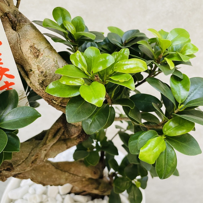 楽天市場】観葉植物 ガジュマルの木 昇り竜 縁起物 高さ70cm前後