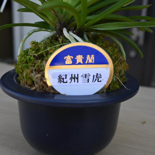 楽天市場】2024年NEW 現品 富貴蘭 紀州雪虎 鉢植え 風蘭 プラ鉢入り