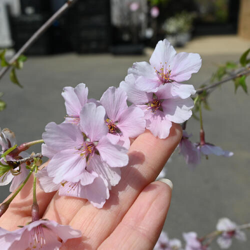 楽天市場】2026年4月中頃に開花のさくら富士枝垂れ桜富士しだれ桜苗
