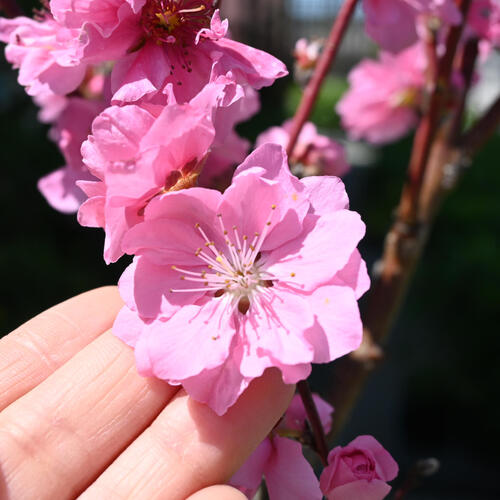 楽天市場】2026年4月中頃～5月開花照手桃 苗木 花桃 箒桃（ほうきもも