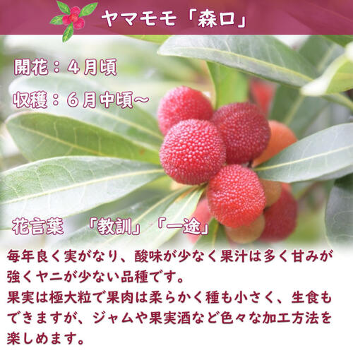楽天市場】ヤマモモ苗木 森口山桃 モリグチ 大苗 雌木 5年生 接ぎ木