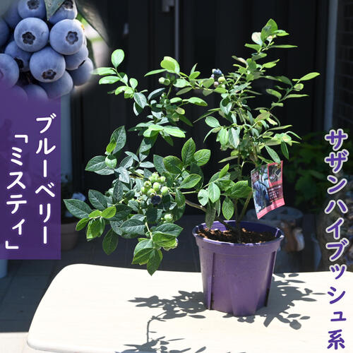 楽天市場】ブルーベリー 苗 ミスティの通販