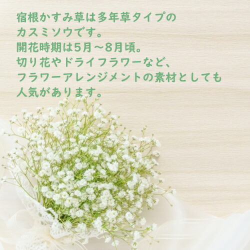 楽天市場】プレゼントに多年草のかすみ草2026年6月開花 宿根かすみ草