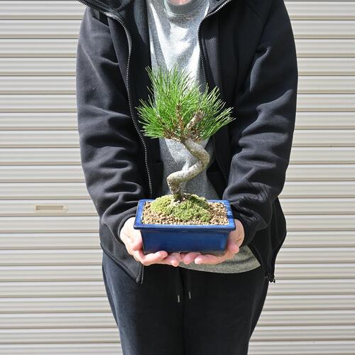 楽天市場】盆栽三河黒松 【盆栽】 ミニ盆栽 黒松 : 園芸百貨店何でも