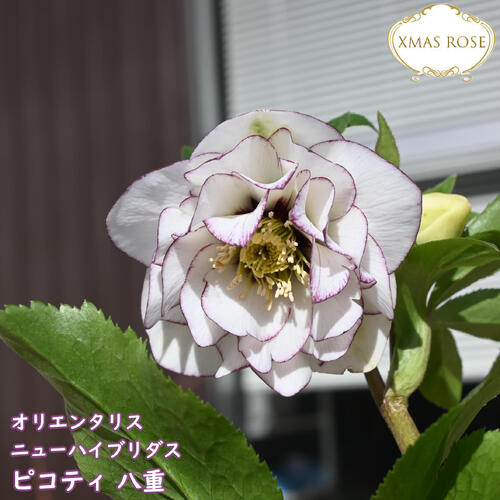 bonobono様ご購入苗㉖-166㉖-180クリスマスローズ bonobono様ご購入苗