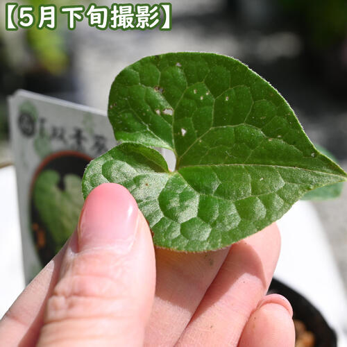 楽天市場】双葉葵 ポット苗 多年草 山野草 フタバアオイ カモアオイ