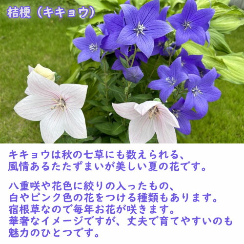 楽天市場】2024年NEW 二重咲キキョウ 苗 山野草 桔梗 八重咲き 希少