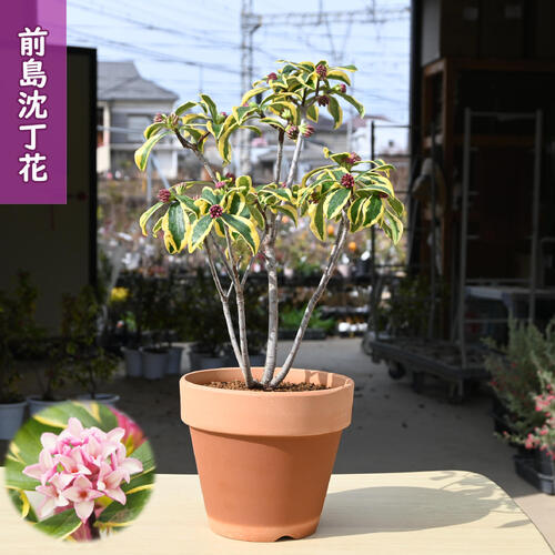 楽天市場】 園芸百貨店何でも揃うこぼんさい 【カテゴリ一覧】