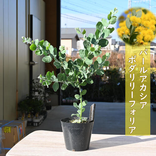 楽天市場】2025年5月末頃より発送お買い物マラソン期間中楽天ポイント2