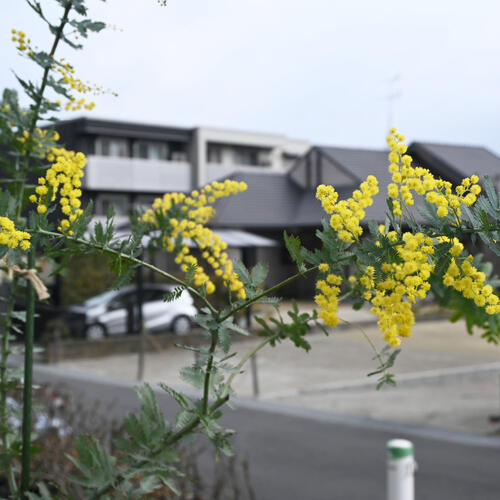 楽天市場】5月末ごろより発送ギンヨウアカシア 苗木 オージープランツ
