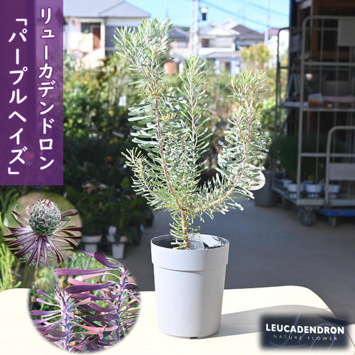 楽天市場】2024年NEW リューカデンドロン パープルヘイズ 苗木