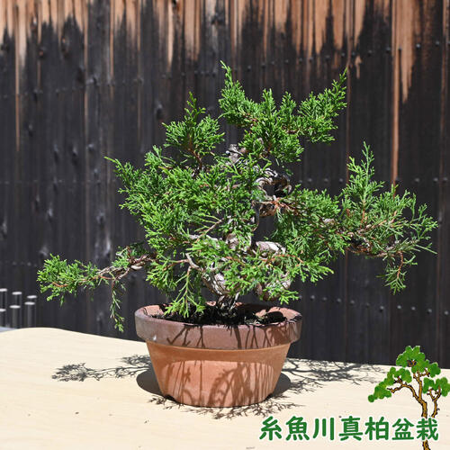 植木 盆栽 真柏 ミニ盆栽」の人気商品一覧 | 安い商品を通販サイトから