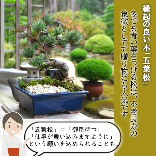 楽天市場】2026年NEW 五葉松盆栽 本格 五葉松 盆栽 縁起のよい木 樹形