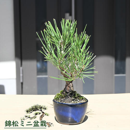 楽天市場】錦松 盆栽の通販