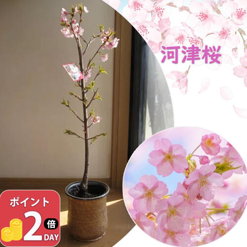 楽天市場】お買い物マラソン期間楽天ポイント2倍楽天ポイント2倍