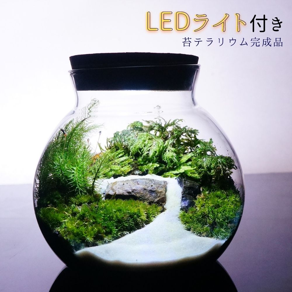 楽天市場】【完成品】選べる3サイズ LEDライト付 ボトルテラリウム 苔