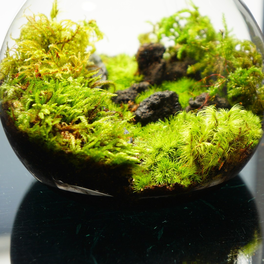 楽天市場】【完成品】3サイズ LEDライトコルク蓋付 苔テラリウム 和風